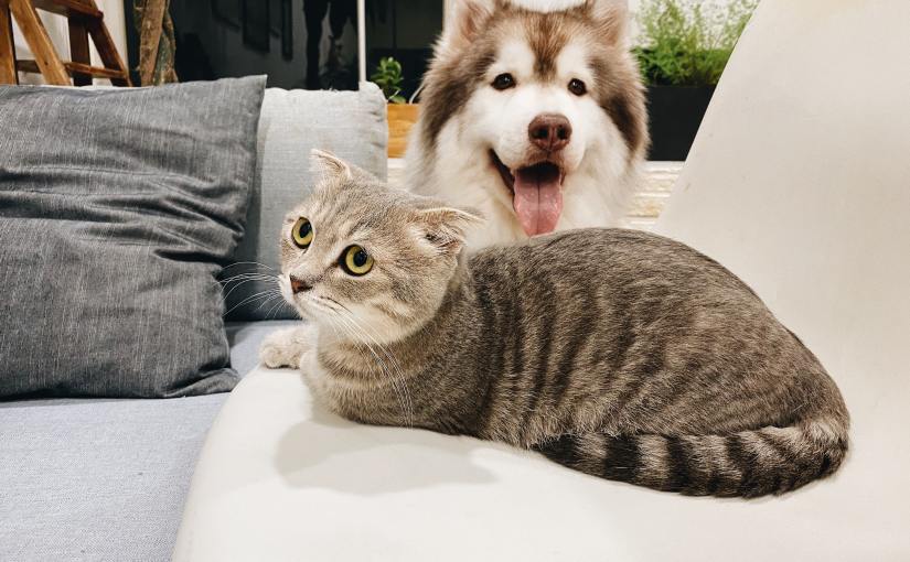 Cat & Dog Love